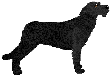 Energizing Mysz Pokładowa — “Mysza”