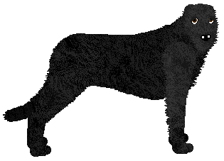 Profile image of Energizing Mysz Pokładowa