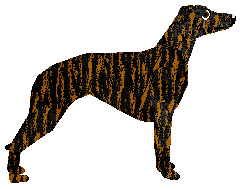 Loveshack DIRT RALLY — “Tiger”