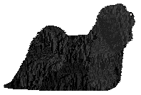 Energizing BACK TO BLACK — “Blackie”