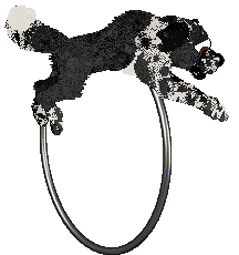 Cargo's She's Gunna Fly of Holiday Ranch — “Sly”