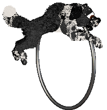 Cargo's She's Gunna Fly of Holiday Ranch — “Sly”