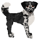 Cargo's She's Gunna Fly of Holiday Ranch — “Sly”