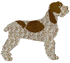 Energizing Havana Split — “Reddie”