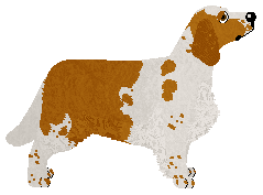 TZC Come Back — “Tajga”