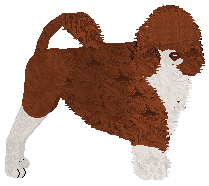 Profile image of Dragosani SZALONOOKI