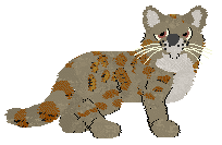 MW's Amber Shop Artifact at Season27 — “Amber”