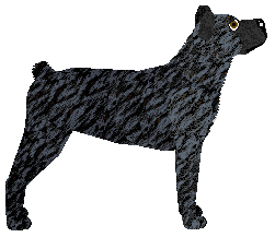 YOUNG VOLCANOES of Nicotine — “Volcano”