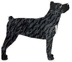 YOUNG VOLCANOES of Nicotine — “Volcano”