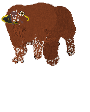 Nocturn GORĄCA KREW — “Pepe”