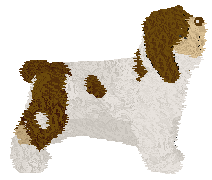 Polka FAWORYTKA — “Fawa”