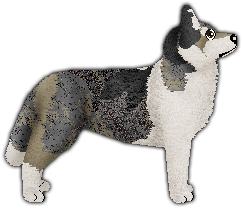 Profile image of Blizzard Wistful Smile