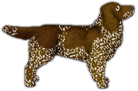 Profile image of Amore Mio LIKE A STONE