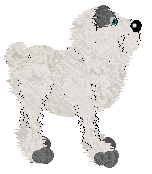 Pendragon's Little Mountain Goat — “Sasha”