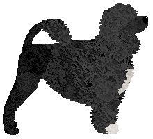 Czeko's Queen Of The Night — “Nicole”