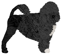 Profile image of Czeko's Queen Of The Night