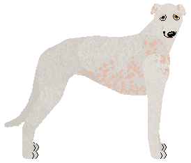 Profile image of Polka Anioł Stróż