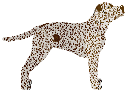 Dragosani ZAPOMNIANA KSIĘGA — “Irma”