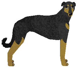 Profile image of Kamvis' Jej Pasją Jest Bieg