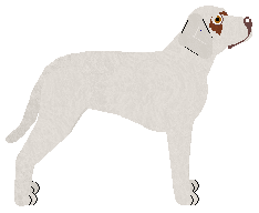 Dragosani WIĘZIEŃ LABIRYNTU — “Albi”