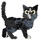 Wanderly's Thunder Fang at Chachke — “Shinx”