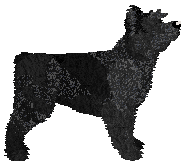 Dragosani NIEMOŻLIWIE UROCZA — “Clover”