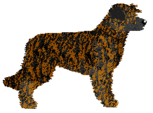 Dragosani OCZY UROCZNE — “Nyks”