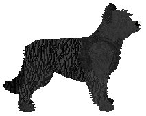 Dragosani ZRODZONY Z MGŁY — “Shaggy”