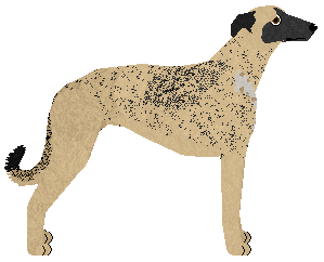 Polka PUSTYNNA BURZA — “Falco”