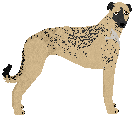 Profile image of Polka PUSTYNNA BURZA