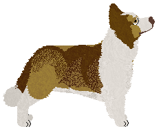 Blackmoores SAOIRSE of Flyers United — “Kee”