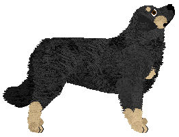 Cansas' Back To Black — “Lobo”