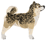 Koiyaki Simply Extravagant — “Kioki”