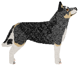 Starsearcher Rose Of Sharon — “Rosie”