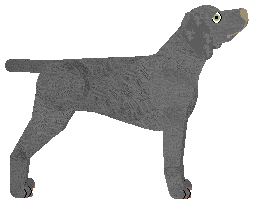 Freedom Lady Jane Grey — “Aurora”