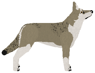 Dragosani SKINHEAD GIRL — “Kiki”