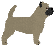 Cansas' Golden Tears — “Kuma”