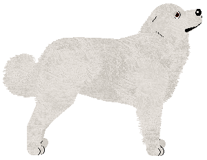 Blanco Negro's ATRAKCYJNY — “Atrakcyjny”