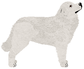 Polka MÓZG WOLI KOMPROMIS — “Kompromis”