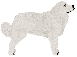 Polka SERCE MÓWI POWSTANIE — “Powstanie”