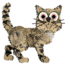 Krunchez/Witz's Asclepias Tuberosa — “Butterfly Weed”