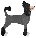 Converse SHY AWAY — “Shy Away”