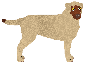 Profile image of MORPHEE's Mefistofeles