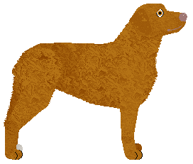 MORPHEE's Coyote — “Mercy”