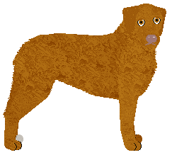 Profile image of MORPHEE's Coyote