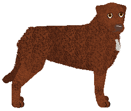 Profile image of MORPHEE's Sachmet