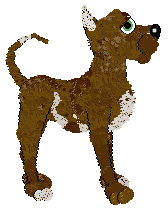 Witz's Grumpy Old Coconut at Medusa — “Bibikkan”