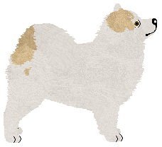 Monkshood Traveler in a Shaman Dream — “Pema”