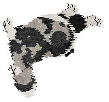 Moonvale's Piranha Club at Dalheaf — “Toto”