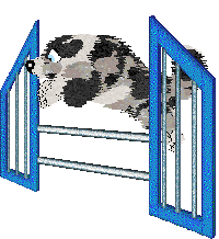 Moonvale's Piranha Club at Dalheaf — “Toto”